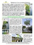Mangrove Reforestation Seawalls, Bulkheads & Revetments