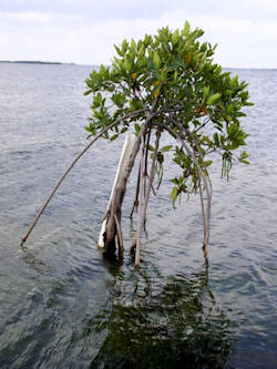 Principle of mangrove Adaptation - Mangrove Seedlings