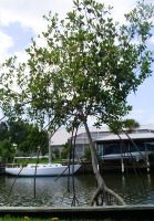 Mangrove Revegetation