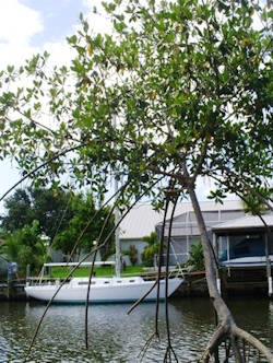 Mangrove Coastal Resilience