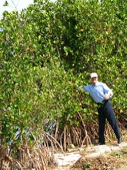Mangrove Coastal Resilience