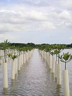 Mangrove Reforestation Intracoastal Water