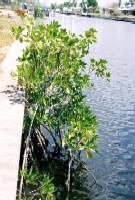 Non-Native Mangrove Environments
