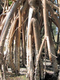 Mangrove Reforestation Methodolgy