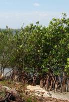 Mangrove shoreline stabilization and erosion control
