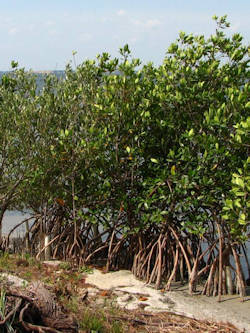 Mangrove shoreline stabilization and erosion control