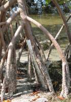 Mangrove Encasement Device