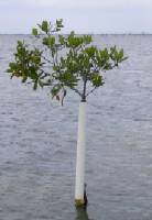 Principle of Mangrove Isolation
