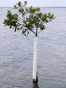 Principle of Mangrove Isolation