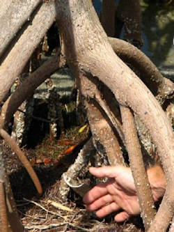 Shoreline Accretion and Mangrove Overgrowth